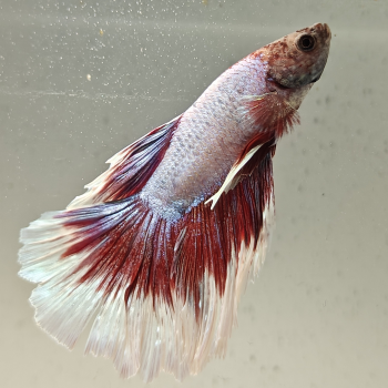 betta splendens man
