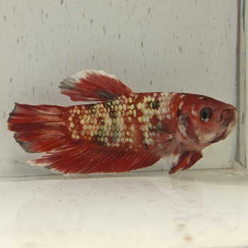 betta splendens man
