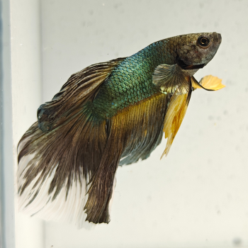 betta splendens man