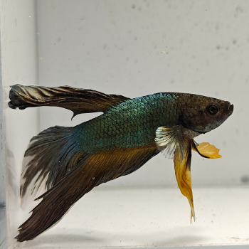 betta splendens man