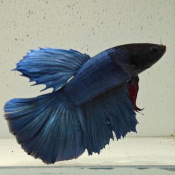 betta splendens man