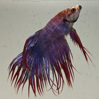 betta splendens man