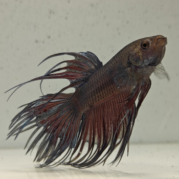betta splendens man