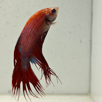 betta splendens man