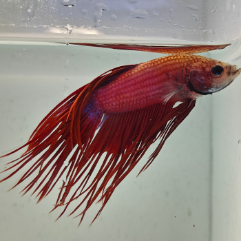 betta splendens man
