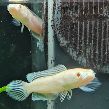 channa striata albino
