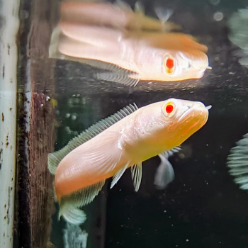 channa striata albino