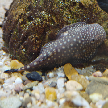 gastromyzon borneensis