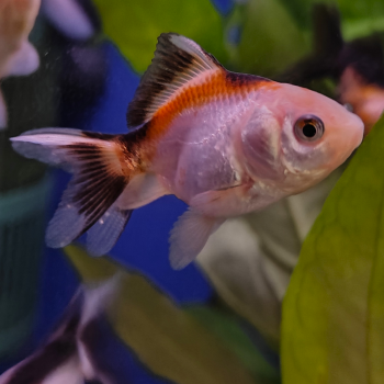 sluierstaart tricolor