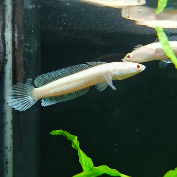 channa striata albino