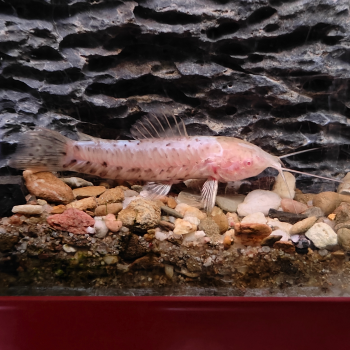 Hoplosternum thoracatum albino