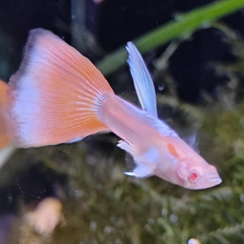 Lebistes reticulatus (man) sky red