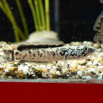 channa limbata granite