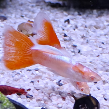 Lebistes reticulatus (man) sky red