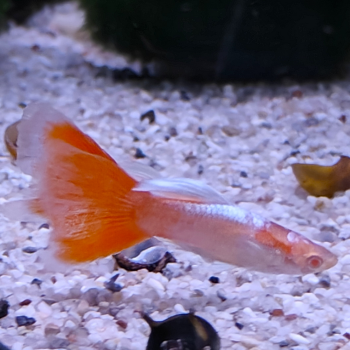 Lebistes reticulatus (man) sky red