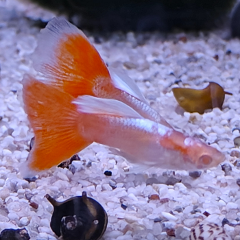 Lebistes reticulatus (man) sky red