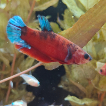 Betta splendens (vrouw) Hellboy