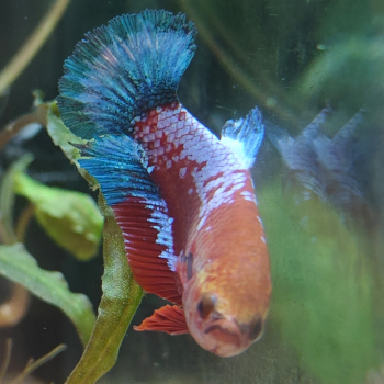 Betta splendens (vrouw) Hellboy