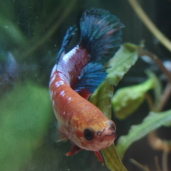 Betta splendens (vrouw) Hellboy