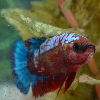 Betta splendens (vrouw) Hellboy