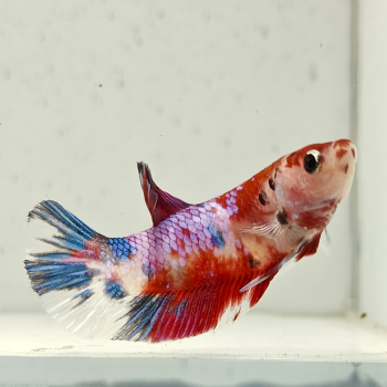 betta splendens man