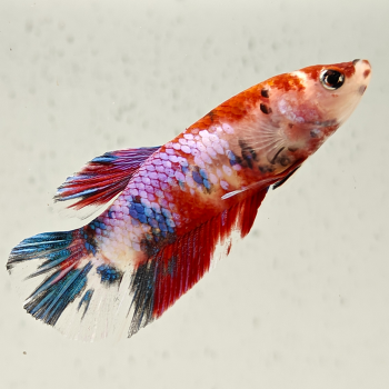 betta splendens man