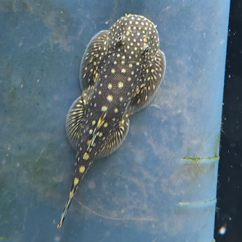 gastromyzon borneensis