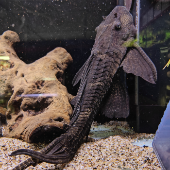 L-165 pteroglyplichtys  gibbiceps