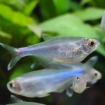 Boehlkea fredcochui