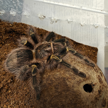 Grammastola pulchripes