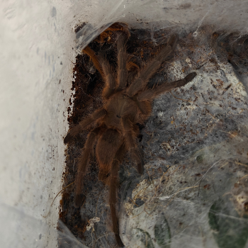 Cyriopagopus huahini