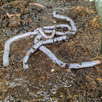 wormsalamander