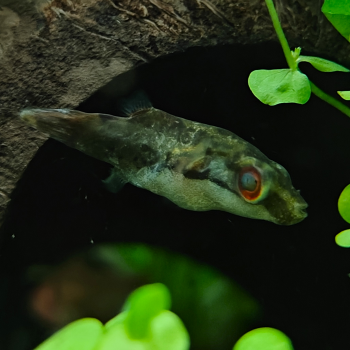 Carinatetraodon irrubesco