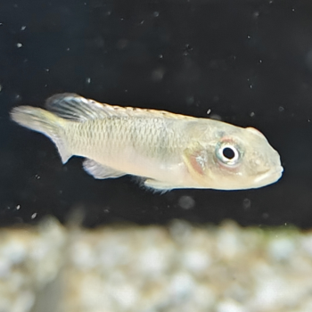 Nanochromis splendens kinganaga