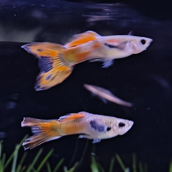 Lebistes reticulatus (man) dubbelzwaard