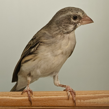 Serinus leucopygius x serinus canaria