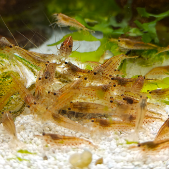 Caridina japonica (Sunset)