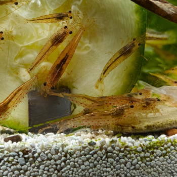 Caridina japonica (Sunset)