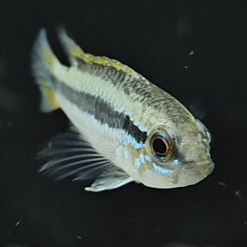 Apistogramma bitaeniata