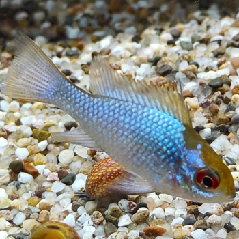 Microgeophagus ramirezi electric blue