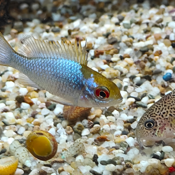 Microgeophagus ramirezi electric blue