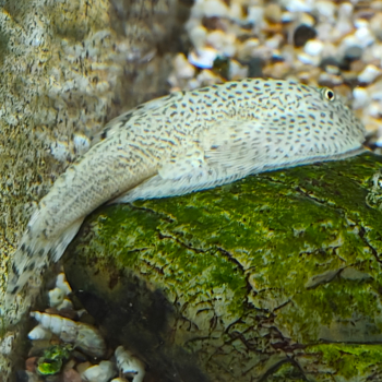 Beaufortia kweichowensis