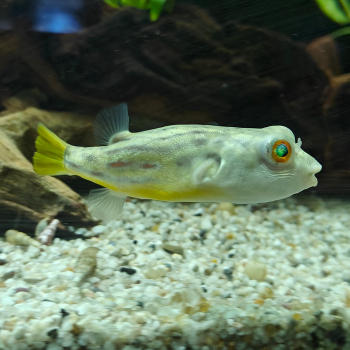 Tetraodon pustulatus