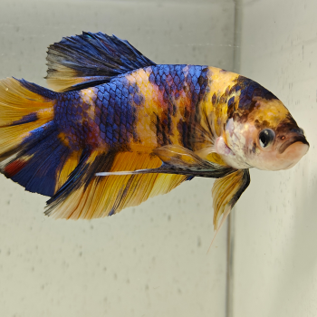 betta splendens man