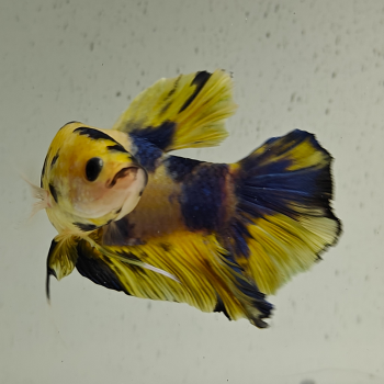 betta splendens man