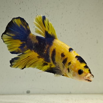 betta splendens man