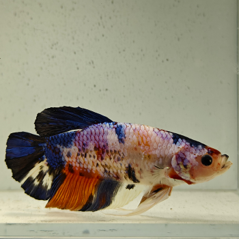 betta splendens man