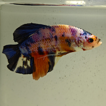 betta splendens man
