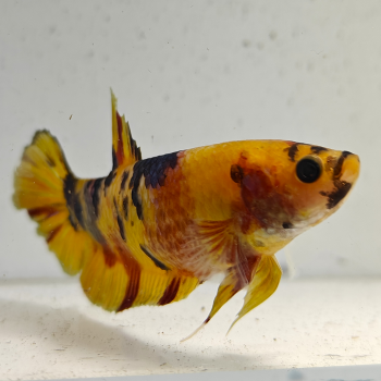 betta splendens (vrouw) giant