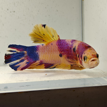 betta splendens man